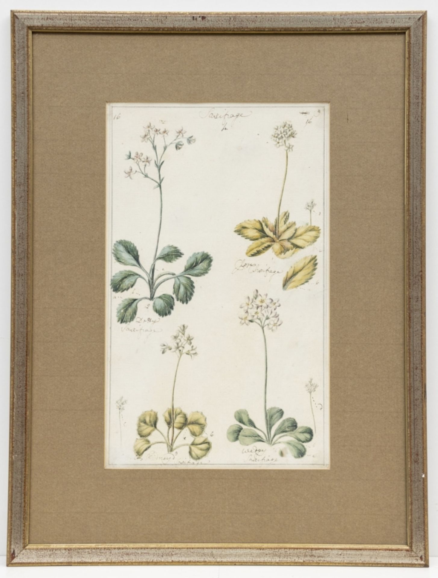 Englischer Künstler um 1800, 7 Pflanzen-Aquarelle - Bild 3 aus 15