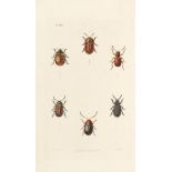 James Francis Stephens, Illustrations of British entomology