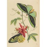 John Obadiah Westwood, The Cabinet of Oriental Entomology
