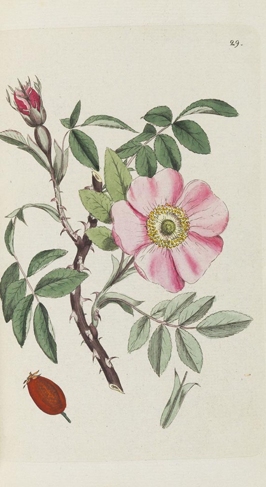 Johan Wilhelm Palmstruch u. a. Svensk Botanik. 11 Bände.