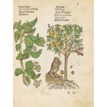 Kräuterbuch - Plantarum, arborum, fructium et herbarum effigies