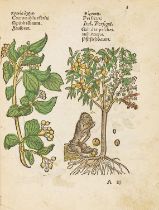 Kräuterbuch - Plantarum, arborum, fructium et herbarum effigies