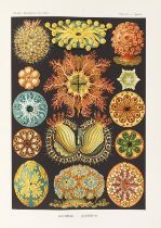 Ernst Haeckel Kunstformen der Natur