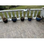 Five glazed plant pots including contents