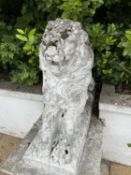 Pair of composite seated lions, height approx 80cm, length approx 110cm