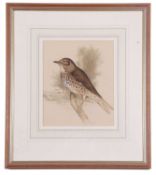 Edna Bizon (British, 20th century) A song thrush perched on a small branch, watercolour, signed,