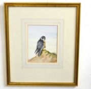 Tony Parish (British, 20th century), Peregrine Falcon perched on a rock, watercolour, signed and