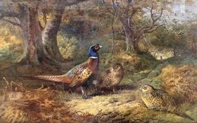 After Archibald Thorburn (British,1860-1935), a group of ring necked and hen pheasants in
