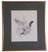 Profile sketch of a high-spirited mallard, indistinctly signed and inscribed lower right,