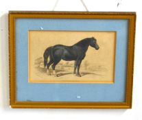 "English Draught Horse" (plate 13), hand coloured steel engraving, published by W.H Lizars,
