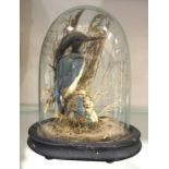 A 19th century taxidermy Kingfisher, under glass dome