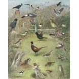 Robin Reckitt (British, 1928), Rubecula and other birds, signed l.l., titled and dated 1973 l.r.,