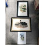After John Gould, Amethystine Sun Angel Hummingbird, coloured print, together with two framed