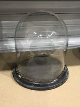 A late Victorian circular glass display dome, on an ebonised wooden plinth, 23cm high