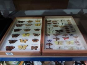 A specimen display box, winged insects including butterfly, moths and dragonfly
