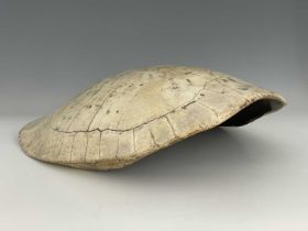 A late 19th century South American River Turtle blonde shell (Podocnemis expansa) , 64 x 49cm, note: