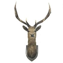 Taxidermy, an adult stag head, facing straight on, eleven-point antler (5+6) spanning 98cm,