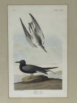 After John James Audubon (French, 1785-1851), Black Tern, No. 56, plate CCLXXX. hand-coloured