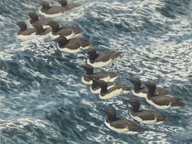 Charles Frederick Tunnicliffe R.A. (British, 1901-1979), 'Summer Guillemots', signed l.r., titled