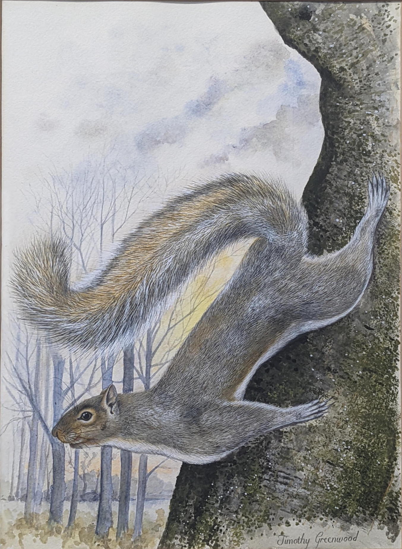 Timothy Greenwood (1946-2010), Squirrel, watercolour, signed lower right Timothy Greenwood, H.39cm - Image 4 of 8