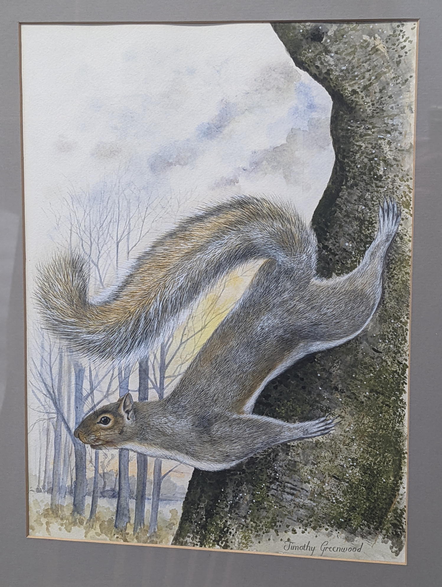 Timothy Greenwood (1946-2010), Squirrel, watercolour, signed lower right Timothy Greenwood, H.39cm - Image 5 of 8