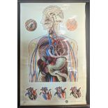 An early 20th St.Johns Ambulance vintage poster of anatomical diagram by J.Teck, H.82cm W.55cm
