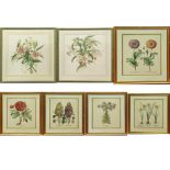A large collection of botanical prints, framed