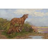 Early 20th century Continental School, study of two tigers, oil on canvas, indistinctly signed lower