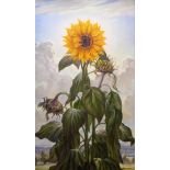 Ernest Waldron West (British, 1904-1994), Sunflower, oil on canvas, signed lower right, H.86cm W.