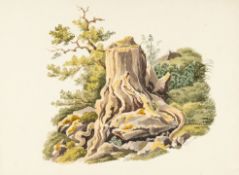 Ludwig Emil Grimm (1790 Hanau - Kassel 1863) – Baumstumpf mit frei liegenden Wurzeln 