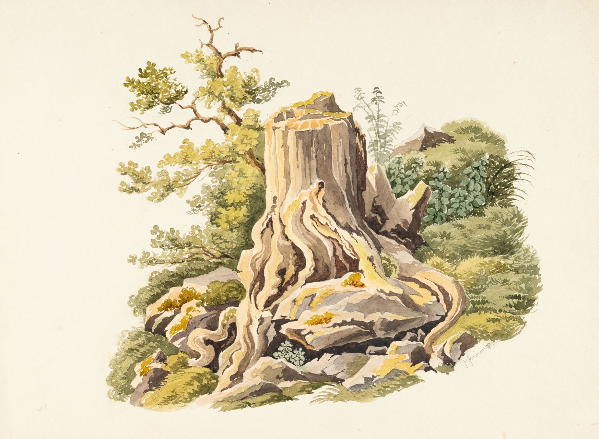 Ludwig Emil Grimm, Treestump with exposed roots.Watercolour over pencil on wove with watermark "J.