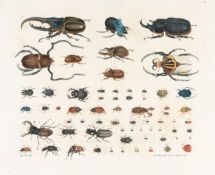 Aloys Zötl (1803 Freistadt – Eferding 1887) – Insekten (Käfer) - Bildtafel 15