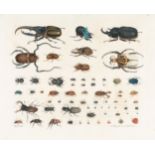 Aloys Zötl, Insects (Beetles) - plate 15.Watercolour on firm wove. 1835. 40.9 x 49.8 cm (sheet