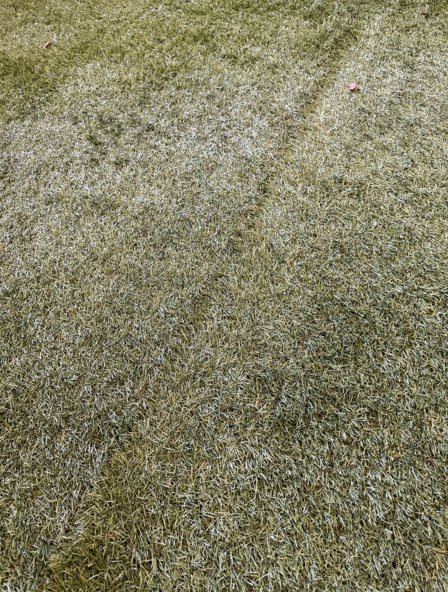 Approximately 150 Square Metre's of Heavy Duty Grade Artificial Grass Advised Laid in Rolls of Uncut - Image 15 of 23