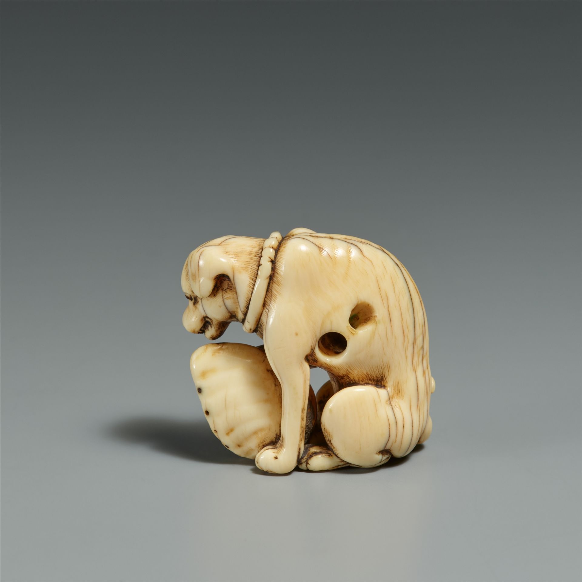 An ivory netsuke of a skinny dog with an abalone. Kyoto. Late 18th century - Image 2 of 4