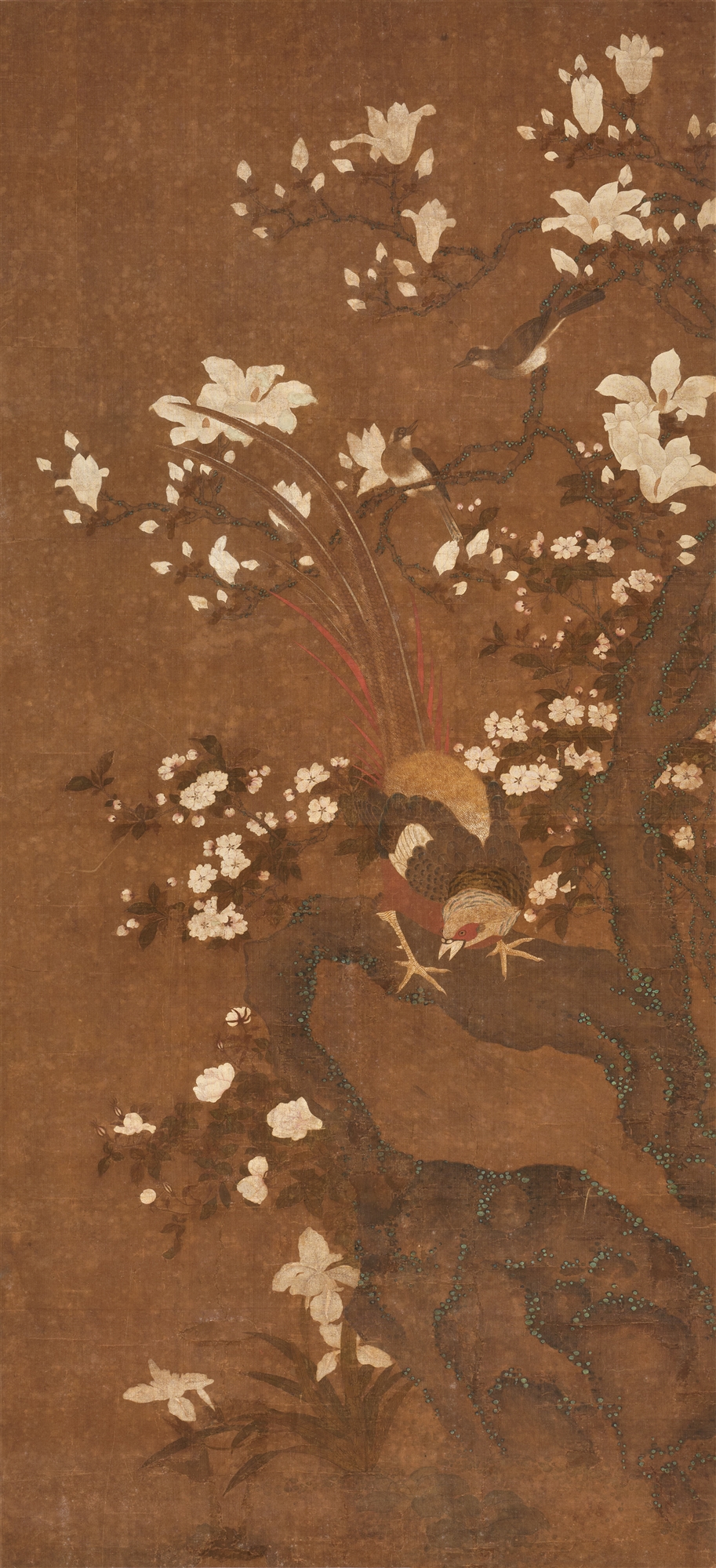 A pheasant in a magnolia tree