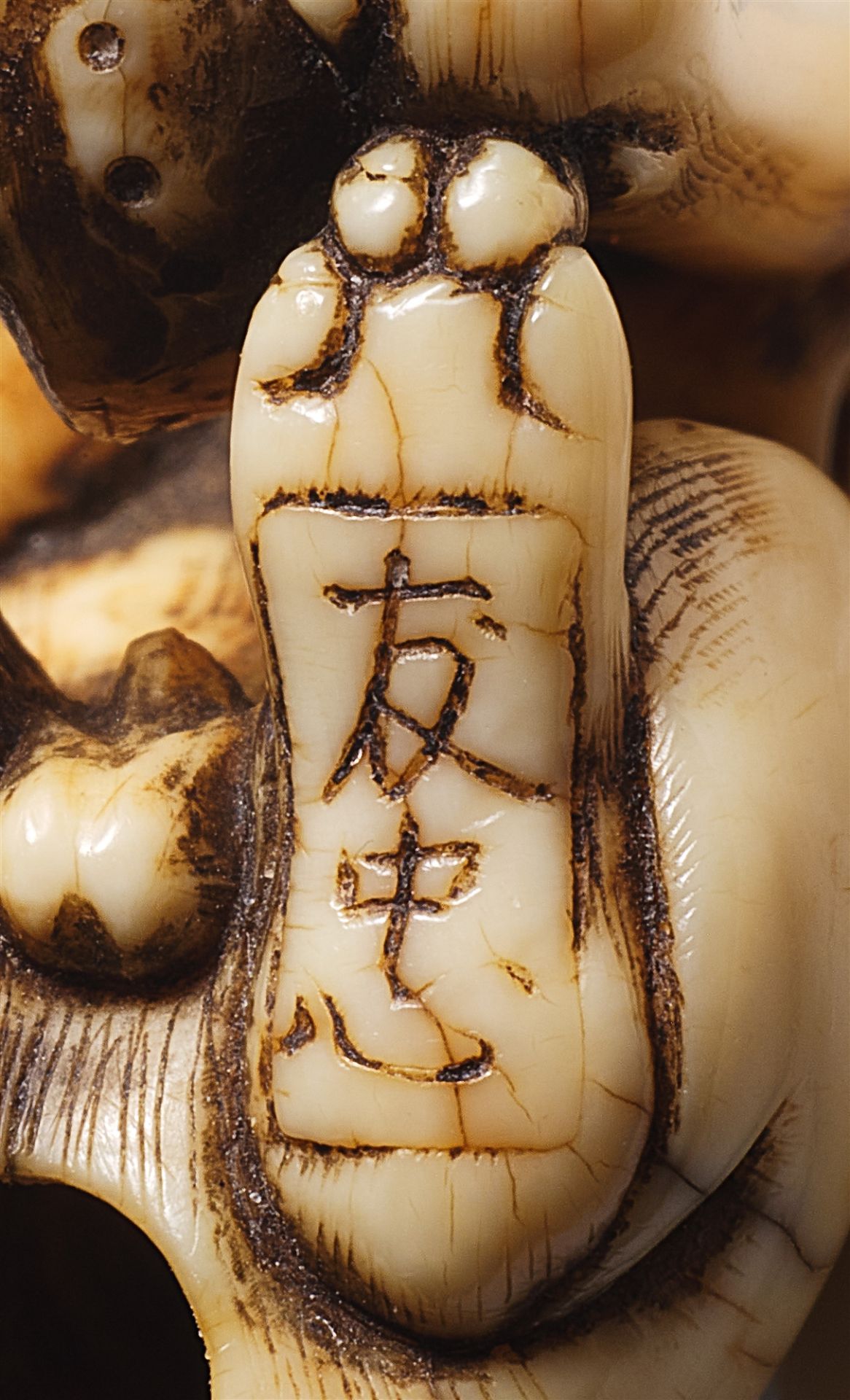 An ivory netsuke of a skinny dog with an abalone. Kyoto. Late 18th century - Image 3 of 4