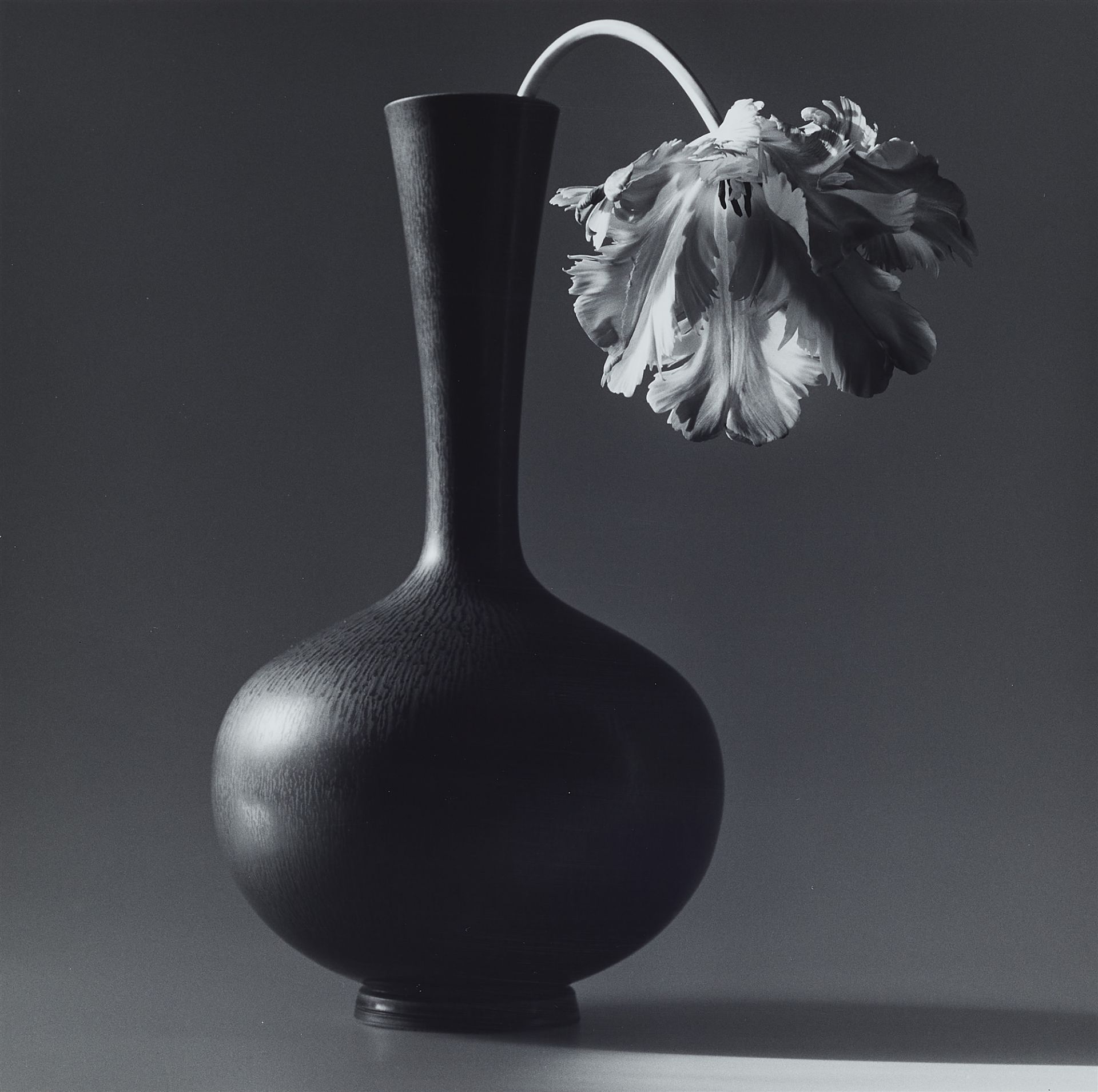 Robert Mapplethorpe, Parrot Tulip in Black Vase