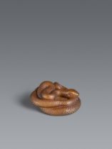 A lightly stained boxwood netsuke of a coiled snake. Probably Gifu. 19th century