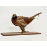 A vintage taxidermy pheasant. 60cm