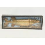 A vintage taxidermy Pike in display case. 75x11x25cm