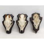 3 vintage wall mounted skulls. 21cm