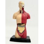 A human anatomy model by Humbrol. 27.5cm.