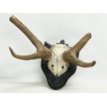 A late 19th century wall mounted skull and antler. 61x40cm