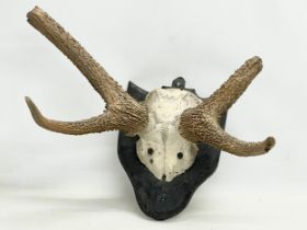 A late 19th century wall mounted skull and antler. 61x40cm