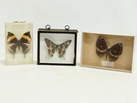 3 cased butterflies. 1 Victorian.