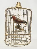 An early 20th century taxidermy parrot in bird cage. 42x66cm