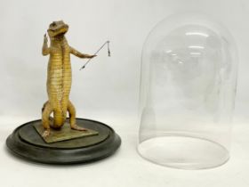 A Victorian taxidermy baby crocodile in glass dome. 24x35cm