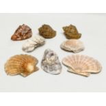 A quantity of seashells. Largest 14cm