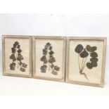 A set of 3 vintage botanical prints. Reframed. 42x54cm